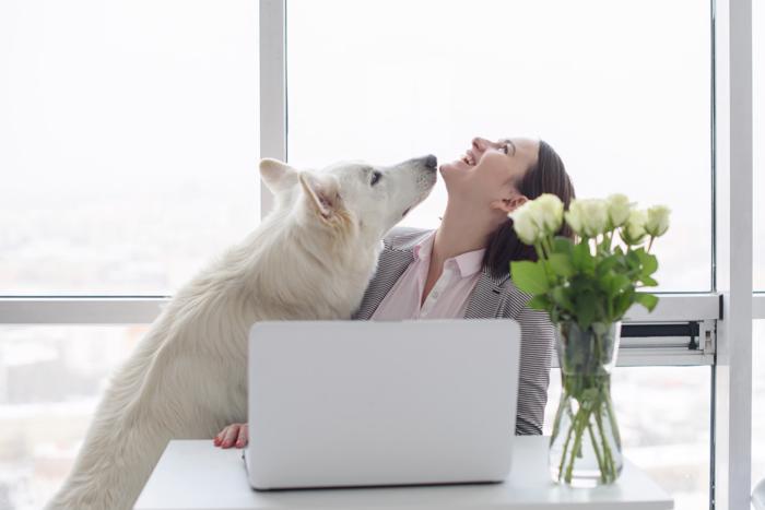 business-woman-at-home-office-creatinng-video-with-white-swiss-shepherd-dog-woman-with-laptop
